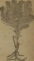 Picture 353 of 801 from A nievve herball, or Historie of plantes : wherein is contayned the whole discourse and perfect description of all sortes of herbes and plantes : their divers & sundry kindes ... and that not onely of those whiche are here growyng in this our countrie of Englande, but of all others also of forrayne realmes commonly used in physicke ; first set foorth in the Doutche or Almaigne tongue (1578), leaf 385