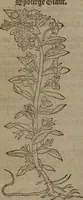 Picture 354 of 801 from A nievve herball, or Historie of plantes : wherein is contayned the whole discourse and perfect description of all sortes of herbes and plantes : their divers & sundry kindes ... and that not onely of those whiche are here growyng in this our countrie of Englande, but of all others also of forrayne realmes commonly used in physicke ; first set foorth in the Doutche or Almaigne tongue (1578), leaf 387