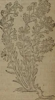 Picture 355 of 801 from A nievve herball, or Historie of plantes : wherein is contayned the whole discourse and perfect description of all sortes of herbes and plantes : their divers & sundry kindes ... and that not onely of those whiche are here growyng in this our countrie of Englande, but of all others also of forrayne realmes commonly used in physicke ; first set foorth in the Doutche or Almaigne tongue (1578), leaf 387
