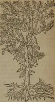 Picture 356 of 801 from A nievve herball, or Historie of plantes : wherein is contayned the whole discourse and perfect description of all sortes of herbes and plantes : their divers & sundry kindes ... and that not onely of those whiche are here growyng in this our countrie of Englande, but of all others also of forrayne realmes commonly used in physicke ; first set foorth in the Doutche or Almaigne tongue (1578), leaf 389