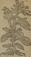 Picture 20 of 801 from A nievve herball, or Historie of plantes : wherein is contayned the whole discourse and perfect description of all sortes of herbes and plantes : their divers & sundry kindes ... and that not onely of those whiche are here growyng in this our countrie of Englande, but of all others also of forrayne realmes commonly used in physicke ; first set foorth in the Doutche or Almaigne tongue (1578), leaf 39