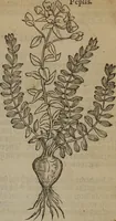 Picture 358 of 801 from A nievve herball, or Historie of plantes : wherein is contayned the whole discourse and perfect description of all sortes of herbes and plantes : their divers & sundry kindes ... and that not onely of those whiche are here growyng in this our countrie of Englande, but of all others also of forrayne realmes commonly used in physicke ; first set foorth in the Doutche or Almaigne tongue (1578), leaf 390