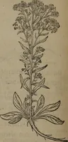 Picture 359 of 801 from A nievve herball, or Historie of plantes : wherein is contayned the whole discourse and perfect description of all sortes of herbes and plantes : their divers & sundry kindes ... and that not onely of those whiche are here growyng in this our countrie of Englande, but of all others also of forrayne realmes commonly used in physicke ; first set foorth in the Doutche or Almaigne tongue (1578), leaf 391