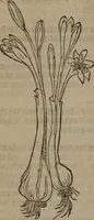 Picture 360 of 801 from A nievve herball, or Historie of plantes : wherein is contayned the whole discourse and perfect description of all sortes of herbes and plantes : their divers & sundry kindes ... and that not onely of those whiche are here growyng in this our countrie of Englande, but of all others also of forrayne realmes commonly used in physicke ; first set foorth in the Doutche or Almaigne tongue (1578), leaf 393
