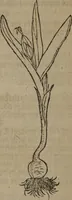 An illustration from A nievve herball, or Historie of plantes : wherein is contayned the whole discourse and perfect description of all sortes of herbes and plantes : their divers & sundry kindes ... and that not onely of those whiche are here growyng in this our countrie of Englande, but of all others also of forrayne realmes commonly used in physicke ; first set foorth in the Doutche or Almaigne tongue (1578)