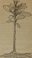 Picture 363 of 801 from A nievve herball, or Historie of plantes : wherein is contayned the whole discourse and perfect description of all sortes of herbes and plantes : their divers & sundry kindes ... and that not onely of those whiche are here growyng in this our countrie of Englande, but of all others also of forrayne realmes commonly used in physicke ; first set foorth in the Doutche or Almaigne tongue (1578), leaf 395