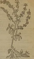 Picture 366 of 801 from A nievve herball, or Historie of plantes : wherein is contayned the whole discourse and perfect description of all sortes of herbes and plantes : their divers & sundry kindes ... and that not onely of those whiche are here growyng in this our countrie of Englande, but of all others also of forrayne realmes commonly used in physicke ; first set foorth in the Doutche or Almaigne tongue (1578), leaf 398