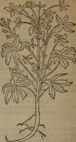 Picture 367 of 801 from A nievve herball, or Historie of plantes : wherein is contayned the whole discourse and perfect description of all sortes of herbes and plantes : their divers & sundry kindes ... and that not onely of those whiche are here growyng in this our countrie of Englande, but of all others also of forrayne realmes commonly used in physicke ; first set foorth in the Doutche or Almaigne tongue (1578), leaf 399