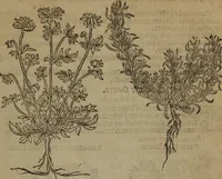 Picture 21 of 801 from A nievve herball, or Historie of plantes : wherein is contayned the whole discourse and perfect description of all sortes of herbes and plantes : their divers & sundry kindes ... and that not onely of those whiche are here growyng in this our countrie of Englande, but of all others also of forrayne realmes commonly used in physicke ; first set foorth in the Doutche or Almaigne tongue (1578), leaf 40