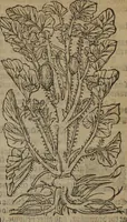 Picture 368 of 801 from A nievve herball, or Historie of plantes : wherein is contayned the whole discourse and perfect description of all sortes of herbes and plantes : their divers & sundry kindes ... and that not onely of those whiche are here growyng in this our countrie of Englande, but of all others also of forrayne realmes commonly used in physicke ; first set foorth in the Doutche or Almaigne tongue (1578), leaf 400