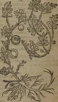Picture 370 of 801 from A nievve herball, or Historie of plantes : wherein is contayned the whole discourse and perfect description of all sortes of herbes and plantes : their divers & sundry kindes ... and that not onely of those whiche are here growyng in this our countrie of Englande, but of all others also of forrayne realmes commonly used in physicke ; first set foorth in the Doutche or Almaigne tongue (1578), leaf 401