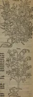 Picture 371 of 801 from A nievve herball, or Historie of plantes : wherein is contayned the whole discourse and perfect description of all sortes of herbes and plantes : their divers & sundry kindes ... and that not onely of those whiche are here growyng in this our countrie of Englande, but of all others also of forrayne realmes commonly used in physicke ; first set foorth in the Doutche or Almaigne tongue (1578), leaf 403
