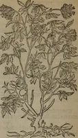 Picture 373 of 801 from A nievve herball, or Historie of plantes : wherein is contayned the whole discourse and perfect description of all sortes of herbes and plantes : their divers & sundry kindes ... and that not onely of those whiche are here growyng in this our countrie of Englande, but of all others also of forrayne realmes commonly used in physicke ; first set foorth in the Doutche or Almaigne tongue (1578), leaf 405
