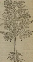 Picture 375 of 801 from A nievve herball, or Historie of plantes : wherein is contayned the whole discourse and perfect description of all sortes of herbes and plantes : their divers & sundry kindes ... and that not onely of those whiche are here growyng in this our countrie of Englande, but of all others also of forrayne realmes commonly used in physicke ; first set foorth in the Doutche or Almaigne tongue (1578), leaf 406