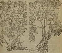 Picture 377 of 801 from A nievve herball, or Historie of plantes : wherein is contayned the whole discourse and perfect description of all sortes of herbes and plantes : their divers & sundry kindes ... and that not onely of those whiche are here growyng in this our countrie of Englande, but of all others also of forrayne realmes commonly used in physicke ; first set foorth in the Doutche or Almaigne tongue (1578), leaf 408