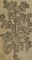 Picture 22 of 801 from A nievve herball, or Historie of plantes : wherein is contayned the whole discourse and perfect description of all sortes of herbes and plantes : their divers & sundry kindes ... and that not onely of those whiche are here growyng in this our countrie of Englande, but of all others also of forrayne realmes commonly used in physicke ; first set foorth in the Doutche or Almaigne tongue (1578), leaf 41