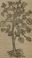 Picture 23 of 801 from A nievve herball, or Historie of plantes : wherein is contayned the whole discourse and perfect description of all sortes of herbes and plantes : their divers & sundry kindes ... and that not onely of those whiche are here growyng in this our countrie of Englande, but of all others also of forrayne realmes commonly used in physicke ; first set foorth in the Doutche or Almaigne tongue (1578), leaf 41