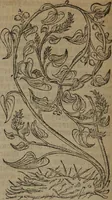An illustration from A nievve herball, or Historie of plantes : wherein is contayned the whole discourse and perfect description of all sortes of herbes and plantes : their divers & sundry kindes ... and that not onely of those whiche are here growyng in this our countrie of Englande, but of all others also of forrayne realmes commonly used in physicke ; first set foorth in the Doutche or Almaigne tongue (1578)
