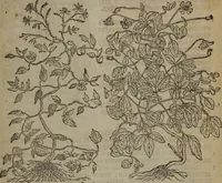 Picture 380 of 801 from A nievve herball, or Historie of plantes : wherein is contayned the whole discourse and perfect description of all sortes of herbes and plantes : their divers & sundry kindes ... and that not onely of those whiche are here growyng in this our countrie of Englande, but of all others also of forrayne realmes commonly used in physicke ; first set foorth in the Doutche or Almaigne tongue (1578), leaf 412
