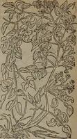 Picture 382 of 801 from A nievve herball, or Historie of plantes : wherein is contayned the whole discourse and perfect description of all sortes of herbes and plantes : their divers & sundry kindes ... and that not onely of those whiche are here growyng in this our countrie of Englande, but of all others also of forrayne realmes commonly used in physicke ; first set foorth in the Doutche or Almaigne tongue (1578), leaf 413