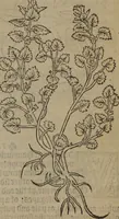 Picture 386 of 801 from A nievve herball, or Historie of plantes : wherein is contayned the whole discourse and perfect description of all sortes of herbes and plantes : their divers & sundry kindes ... and that not onely of those whiche are here growyng in this our countrie of Englande, but of all others also of forrayne realmes commonly used in physicke ; first set foorth in the Doutche or Almaigne tongue (1578), leaf 416