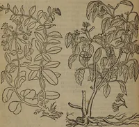 Picture 387 of 801 from A nievve herball, or Historie of plantes : wherein is contayned the whole discourse and perfect description of all sortes of herbes and plantes : their divers & sundry kindes ... and that not onely of those whiche are here growyng in this our countrie of Englande, but of all others also of forrayne realmes commonly used in physicke ; first set foorth in the Doutche or Almaigne tongue (1578), leaf 417