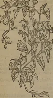 Picture 389 of 801 from A nievve herball, or Historie of plantes : wherein is contayned the whole discourse and perfect description of all sortes of herbes and plantes : their divers & sundry kindes ... and that not onely of those whiche are here growyng in this our countrie of Englande, but of all others also of forrayne realmes commonly used in physicke ; first set foorth in the Doutche or Almaigne tongue (1578), leaf 419