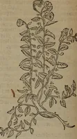 Picture 390 of 801 from A nievve herball, or Historie of plantes : wherein is contayned the whole discourse and perfect description of all sortes of herbes and plantes : their divers & sundry kindes ... and that not onely of those whiche are here growyng in this our countrie of Englande, but of all others also of forrayne realmes commonly used in physicke ; first set foorth in the Doutche or Almaigne tongue (1578), leaf 419