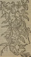 Picture 395 of 801 from A nievve herball, or Historie of plantes : wherein is contayned the whole discourse and perfect description of all sortes of herbes and plantes : their divers & sundry kindes ... and that not onely of those whiche are here growyng in this our countrie of Englande, but of all others also of forrayne realmes commonly used in physicke ; first set foorth in the Doutche or Almaigne tongue (1578), leaf 422