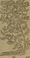 An illustration from A nievve herball, or Historie of plantes : wherein is contayned the whole discourse and perfect description of all sortes of herbes and plantes : their divers & sundry kindes ... and that not onely of those whiche are here growyng in this our countrie of Englande, but of all others also of forrayne realmes commonly used in physicke ; first set foorth in the Doutche or Almaigne tongue (1578)