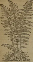Picture 401 of 801 from A nievve herball, or Historie of plantes : wherein is contayned the whole discourse and perfect description of all sortes of herbes and plantes : their divers & sundry kindes ... and that not onely of those whiche are here growyng in this our countrie of Englande, but of all others also of forrayne realmes commonly used in physicke ; first set foorth in the Doutche or Almaigne tongue (1578), leaf 428