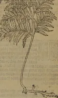 Picture 402 of 801 from A nievve herball, or Historie of plantes : wherein is contayned the whole discourse and perfect description of all sortes of herbes and plantes : their divers & sundry kindes ... and that not onely of those whiche are here growyng in this our countrie of Englande, but of all others also of forrayne realmes commonly used in physicke ; first set foorth in the Doutche or Almaigne tongue (1578), leaf 428