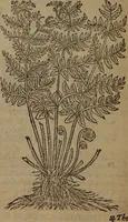 Picture 404 of 801 from A nievve herball, or Historie of plantes : wherein is contayned the whole discourse and perfect description of all sortes of herbes and plantes : their divers & sundry kindes ... and that not onely of those whiche are here growyng in this our countrie of Englande, but of all others also of forrayne realmes commonly used in physicke ; first set foorth in the Doutche or Almaigne tongue (1578), leaf 429