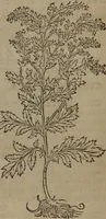 An illustration from A nievve herball, or Historie of plantes : wherein is contayned the whole discourse and perfect description of all sortes of herbes and plantes : their divers & sundry kindes ... and that not onely of those whiche are here growyng in this our countrie of Englande, but of all others also of forrayne realmes commonly used in physicke ; first set foorth in the Doutche or Almaigne tongue (1578)
