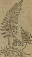 Picture 406 of 801 from A nievve herball, or Historie of plantes : wherein is contayned the whole discourse and perfect description of all sortes of herbes and plantes : their divers & sundry kindes ... and that not onely of those whiche are here growyng in this our countrie of Englande, but of all others also of forrayne realmes commonly used in physicke ; first set foorth in the Doutche or Almaigne tongue (1578), leaf 430