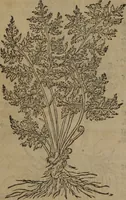 Picture 407 of 801 from A nievve herball, or Historie of plantes : wherein is contayned the whole discourse and perfect description of all sortes of herbes and plantes : their divers & sundry kindes ... and that not onely of those whiche are here growyng in this our countrie of Englande, but of all others also of forrayne realmes commonly used in physicke ; first set foorth in the Doutche or Almaigne tongue (1578), leaf 431