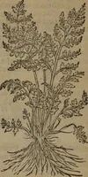 Picture 408 of 801 from A nievve herball, or Historie of plantes : wherein is contayned the whole discourse and perfect description of all sortes of herbes and plantes : their divers & sundry kindes ... and that not onely of those whiche are here growyng in this our countrie of Englande, but of all others also of forrayne realmes commonly used in physicke ; first set foorth in the Doutche or Almaigne tongue (1578), leaf 431