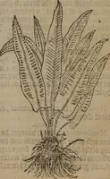 Picture 410 of 801 from A nievve herball, or Historie of plantes : wherein is contayned the whole discourse and perfect description of all sortes of herbes and plantes : their divers & sundry kindes ... and that not onely of those whiche are here growyng in this our countrie of Englande, but of all others also of forrayne realmes commonly used in physicke ; first set foorth in the Doutche or Almaigne tongue (1578), leaf 432