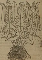 Picture 412 of 801 from A nievve herball, or Historie of plantes : wherein is contayned the whole discourse and perfect description of all sortes of herbes and plantes : their divers & sundry kindes ... and that not onely of those whiche are here growyng in this our countrie of Englande, but of all others also of forrayne realmes commonly used in physicke ; first set foorth in the Doutche or Almaigne tongue (1578), leaf 433