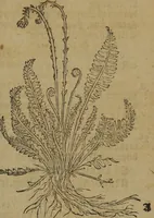 Picture 414 of 801 from A nievve herball, or Historie of plantes : wherein is contayned the whole discourse and perfect description of all sortes of herbes and plantes : their divers & sundry kindes ... and that not onely of those whiche are here growyng in this our countrie of Englande, but of all others also of forrayne realmes commonly used in physicke ; first set foorth in the Doutche or Almaigne tongue (1578), leaf 434