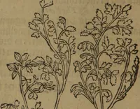 Picture 417 of 801 from A nievve herball, or Historie of plantes : wherein is contayned the whole discourse and perfect description of all sortes of herbes and plantes : their divers & sundry kindes ... and that not onely of those whiche are here growyng in this our countrie of Englande, but of all others also of forrayne realmes commonly used in physicke ; first set foorth in the Doutche or Almaigne tongue (1578), leaf 435