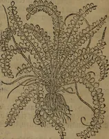 Picture 418 of 801 from A nievve herball, or Historie of plantes : wherein is contayned the whole discourse and perfect description of all sortes of herbes and plantes : their divers & sundry kindes ... and that not onely of those whiche are here growyng in this our countrie of Englande, but of all others also of forrayne realmes commonly used in physicke ; first set foorth in the Doutche or Almaigne tongue (1578), leaf 437