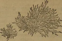 Picture 421 of 801 from A nievve herball, or Historie of plantes : wherein is contayned the whole discourse and perfect description of all sortes of herbes and plantes : their divers & sundry kindes ... and that not onely of those whiche are here growyng in this our countrie of Englande, but of all others also of forrayne realmes commonly used in physicke ; first set foorth in the Doutche or Almaigne tongue (1578), leaf 439