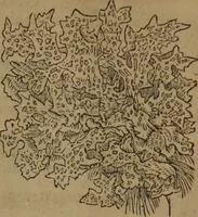 Picture 422 of 801 from A nievve herball, or Historie of plantes : wherein is contayned the whole discourse and perfect description of all sortes of herbes and plantes : their divers & sundry kindes ... and that not onely of those whiche are here growyng in this our countrie of Englande, but of all others also of forrayne realmes commonly used in physicke ; first set foorth in the Doutche or Almaigne tongue (1578), leaf 439