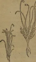 Picture 423 of 801 from A nievve herball, or Historie of plantes : wherein is contayned the whole discourse and perfect description of all sortes of herbes and plantes : their divers & sundry kindes ... and that not onely of those whiche are here growyng in this our countrie of Englande, but of all others also of forrayne realmes commonly used in physicke ; first set foorth in the Doutche or Almaigne tongue (1578), leaf 439