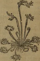 Picture 424 of 801 from A nievve herball, or Historie of plantes : wherein is contayned the whole discourse and perfect description of all sortes of herbes and plantes : their divers & sundry kindes ... and that not onely of those whiche are here growyng in this our countrie of Englande, but of all others also of forrayne realmes commonly used in physicke ; first set foorth in the Doutche or Almaigne tongue (1578), leaf 439