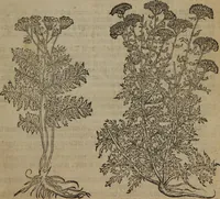 Picture 25 of 801 from A nievve herball, or Historie of plantes : wherein is contayned the whole discourse and perfect description of all sortes of herbes and plantes : their divers & sundry kindes ... and that not onely of those whiche are here growyng in this our countrie of Englande, but of all others also of forrayne realmes commonly used in physicke ; first set foorth in the Doutche or Almaigne tongue (1578), leaf 44