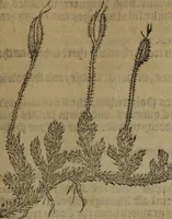 Picture 425 of 801 from A nievve herball, or Historie of plantes : wherein is contayned the whole discourse and perfect description of all sortes of herbes and plantes : their divers & sundry kindes ... and that not onely of those whiche are here growyng in this our countrie of Englande, but of all others also of forrayne realmes commonly used in physicke ; first set foorth in the Doutche or Almaigne tongue (1578), leaf 440