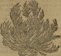 An illustration from A nievve herball, or Historie of plantes : wherein is contayned the whole discourse and perfect description of all sortes of herbes and plantes : their divers & sundry kindes ... and that not onely of those whiche are here growyng in this our countrie of Englande, but of all others also of forrayne realmes commonly used in physicke ; first set foorth in the Doutche or Almaigne tongue (1578)