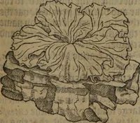 Picture 427 of 801 from A nievve herball, or Historie of plantes : wherein is contayned the whole discourse and perfect description of all sortes of herbes and plantes : their divers & sundry kindes ... and that not onely of those whiche are here growyng in this our countrie of Englande, but of all others also of forrayne realmes commonly used in physicke ; first set foorth in the Doutche or Almaigne tongue (1578), leaf 440